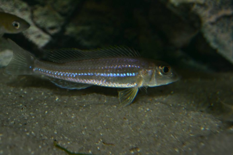 Reganochromis calliurus 'Burundi'